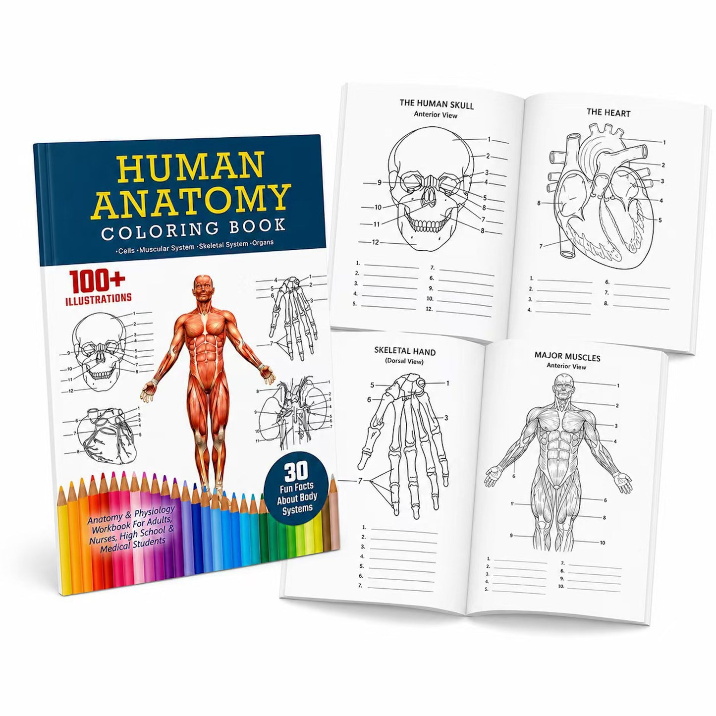 Human Anatomy Coloring Book: Body Systems Unlocked