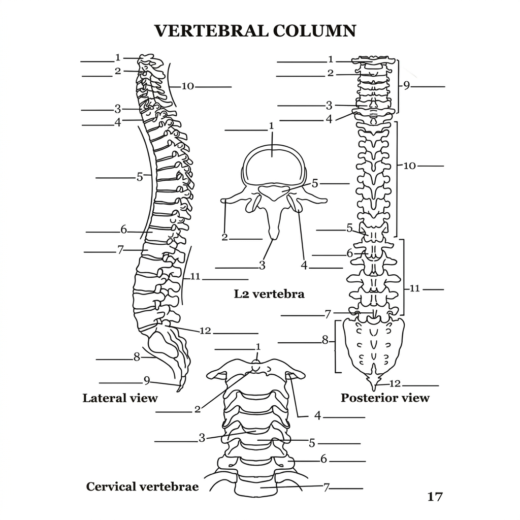 Human Anatomy Coloring Book: Body Systems Unlocked