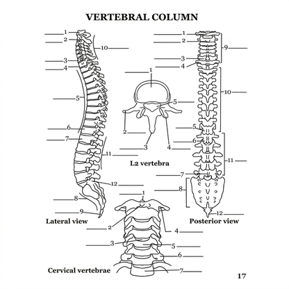 Human Anatomy Coloring Book: Body Systems Unlocked